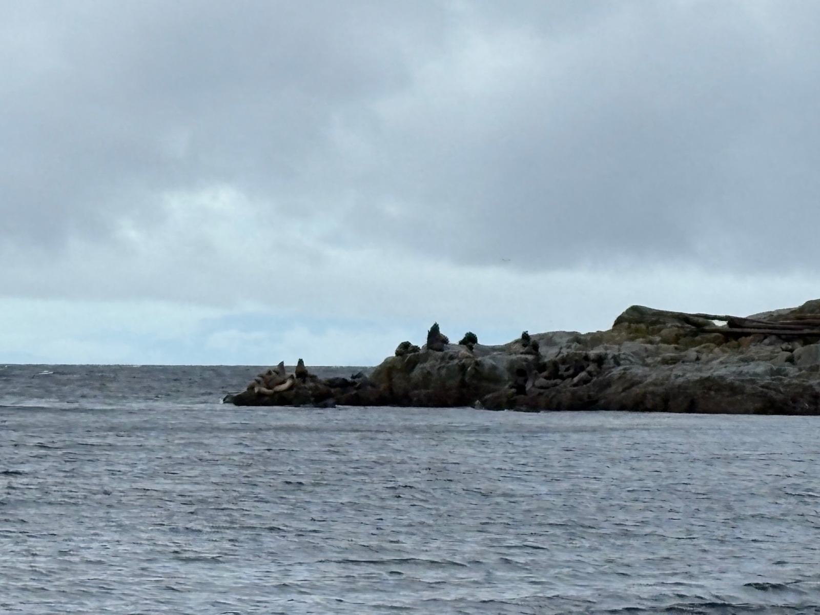 A noisy audience of sealions.